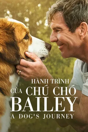 Hành trình của chú chó bailey Hành trình của chú chó bailey